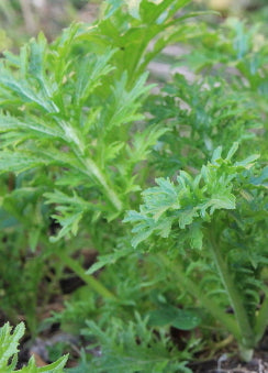 MUSTARD GREEN ‘Wasabi-na’