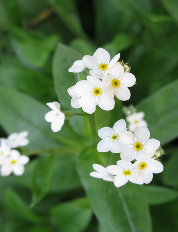 Forget – Me – Not ‘White’