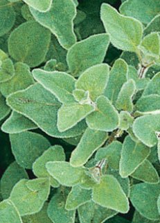 OREGANO, Greek