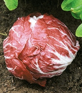 radicchio_20chioggia