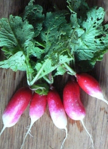 RADISH – ‘French Breakfast’