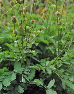 Salad Burnet