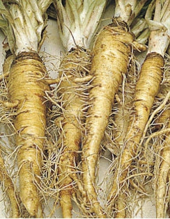 Salsify ‘Sandwich Island’