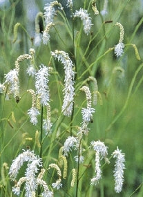 White Burnet