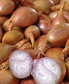 Shallot ‘Golden Brittany’ F1