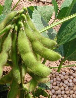 Soybean 'Edamame'