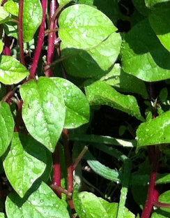 Spinach ‘Malabar Red Climbing’
