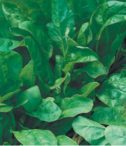 Spinach ‘Perpetual’