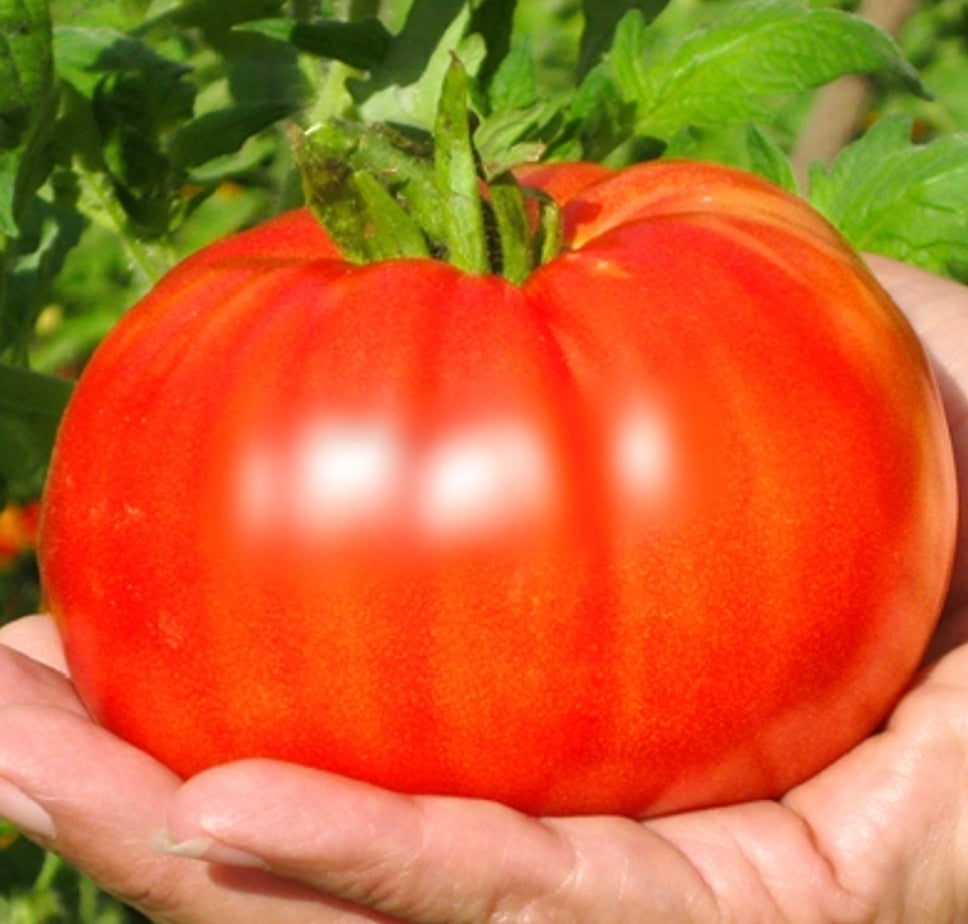TOMATO 'Beefsteak'