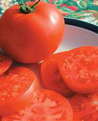 TOMATO 'Legend'