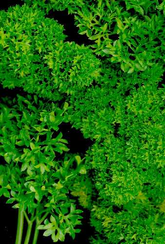 PARSLEY CURLY - Petroselinum crispum 'Smaragd'