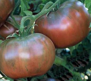 Tomato 'Cherokee Purple' - Lycopersicon esculentum