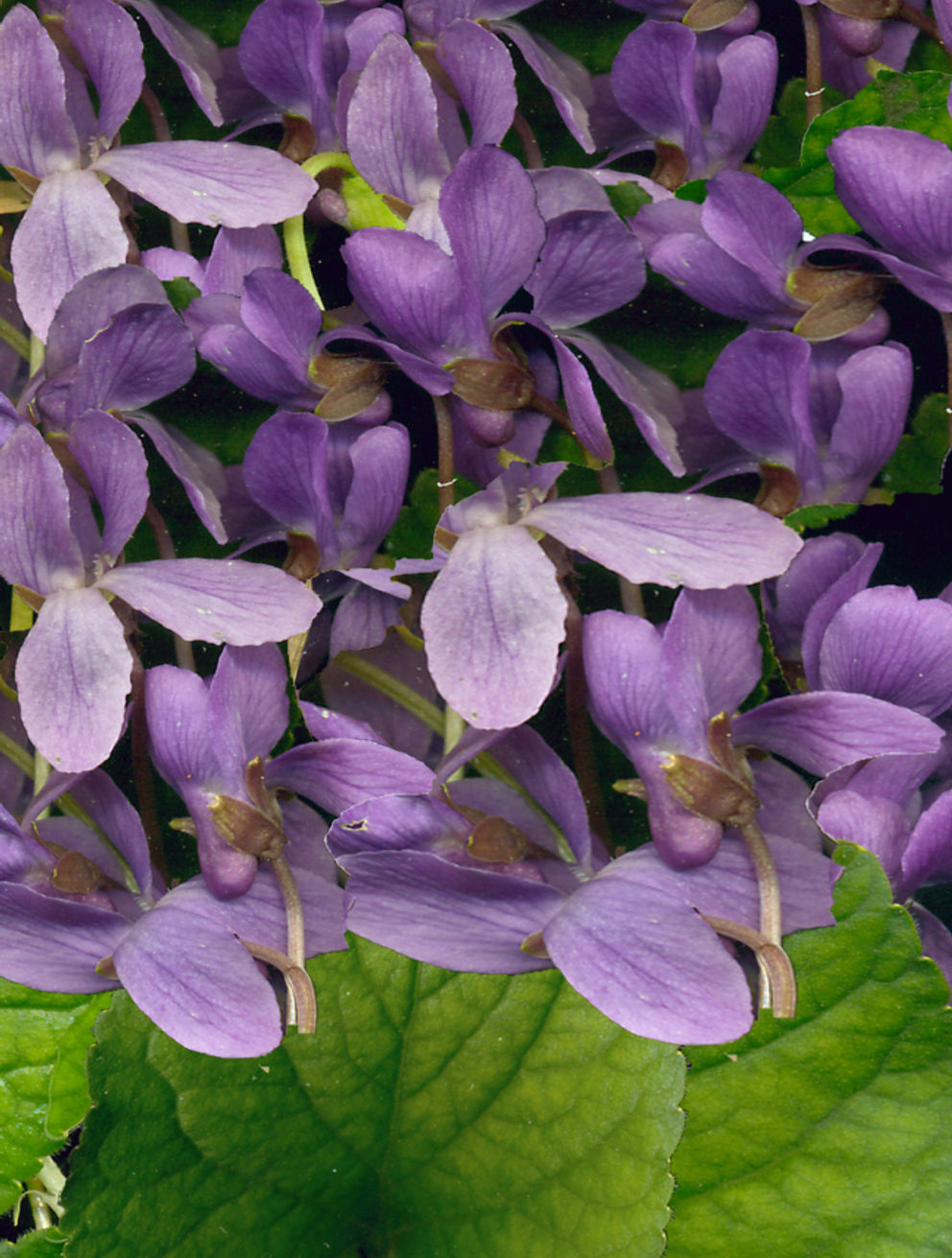 Sweet Violet - Deep Purple - Viola odorata ‘Queen Charlotte’