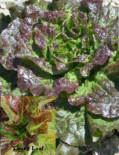 Lettuce 'Bronze Mignonette' - Lactuca sativa