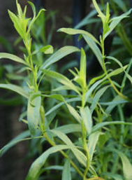 Tarragon, Russian  - Artemisia drucunculoides