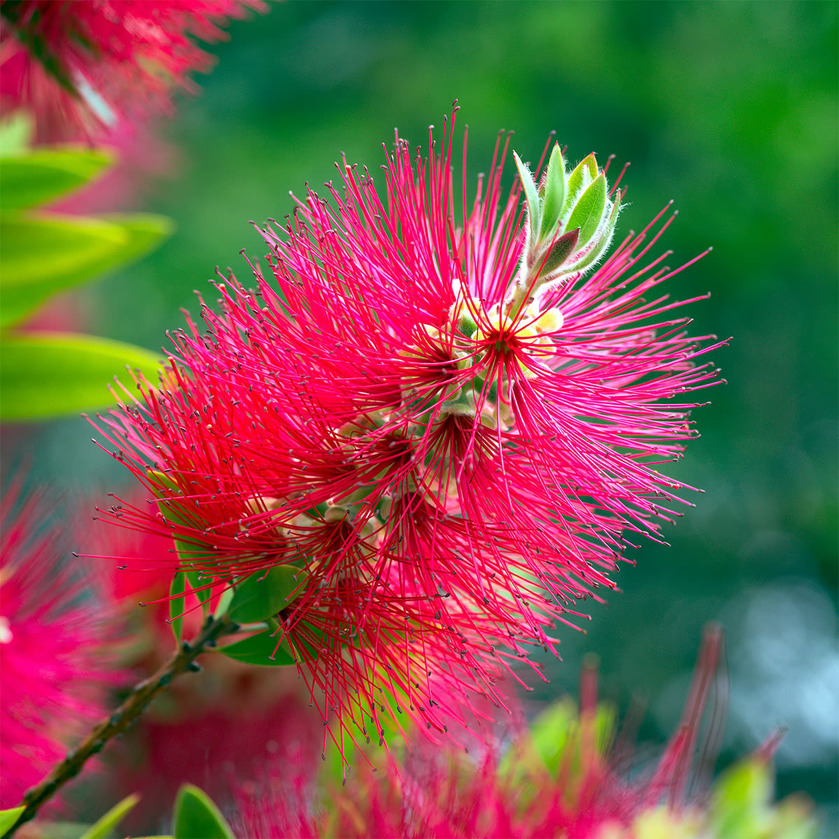 Native Seeds