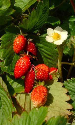 STRAWBERRY ALPINE