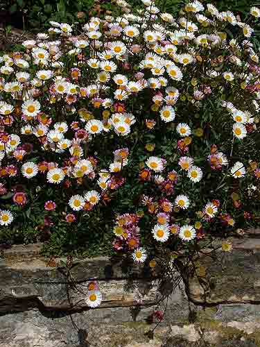 MEXICAN DAISY