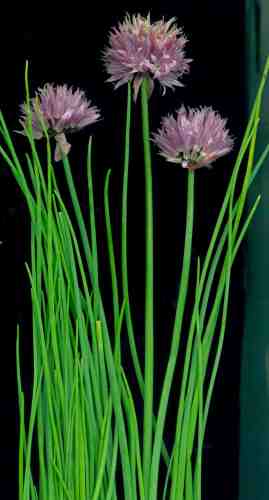 CHIVES
