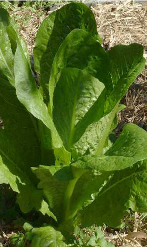 Lettuce 'Parris Island Cos'