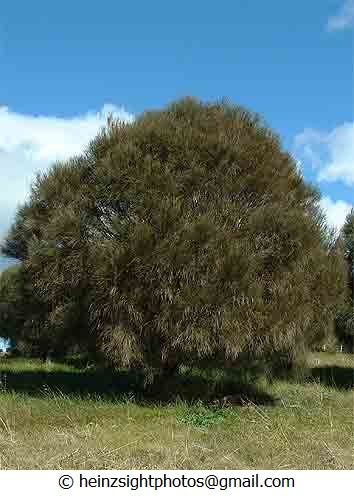 DROOPING SHE OAK | Native Seed – Southern Harvest