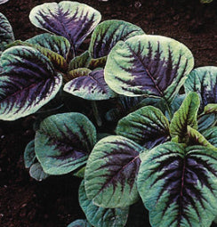 Amaranthus Vegetable ‘Red Leaf ’