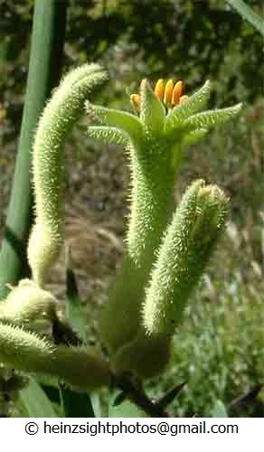 TALL GREEN KANGAROO PAW