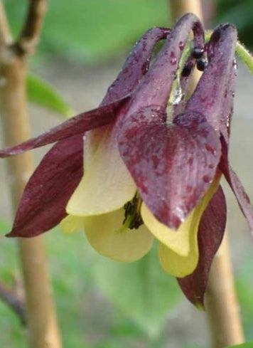 COLUMBINE ‘Red Wine Columbine’