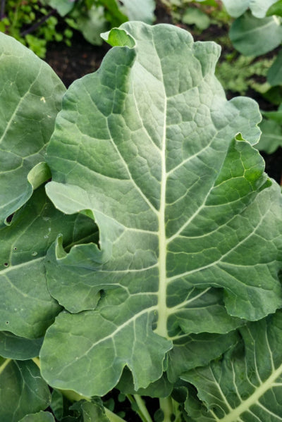 BROCCOLI Spigariello Liscia