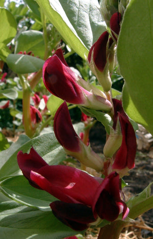 Broad Bean Crimson Flowering