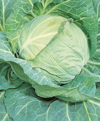 CABBAGE ‘Spring Hero’ F1 | Vegetable Seed – Southern Harvest