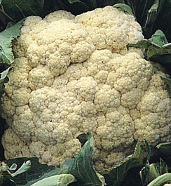 CAULIFLOWER ‘All Year Round'