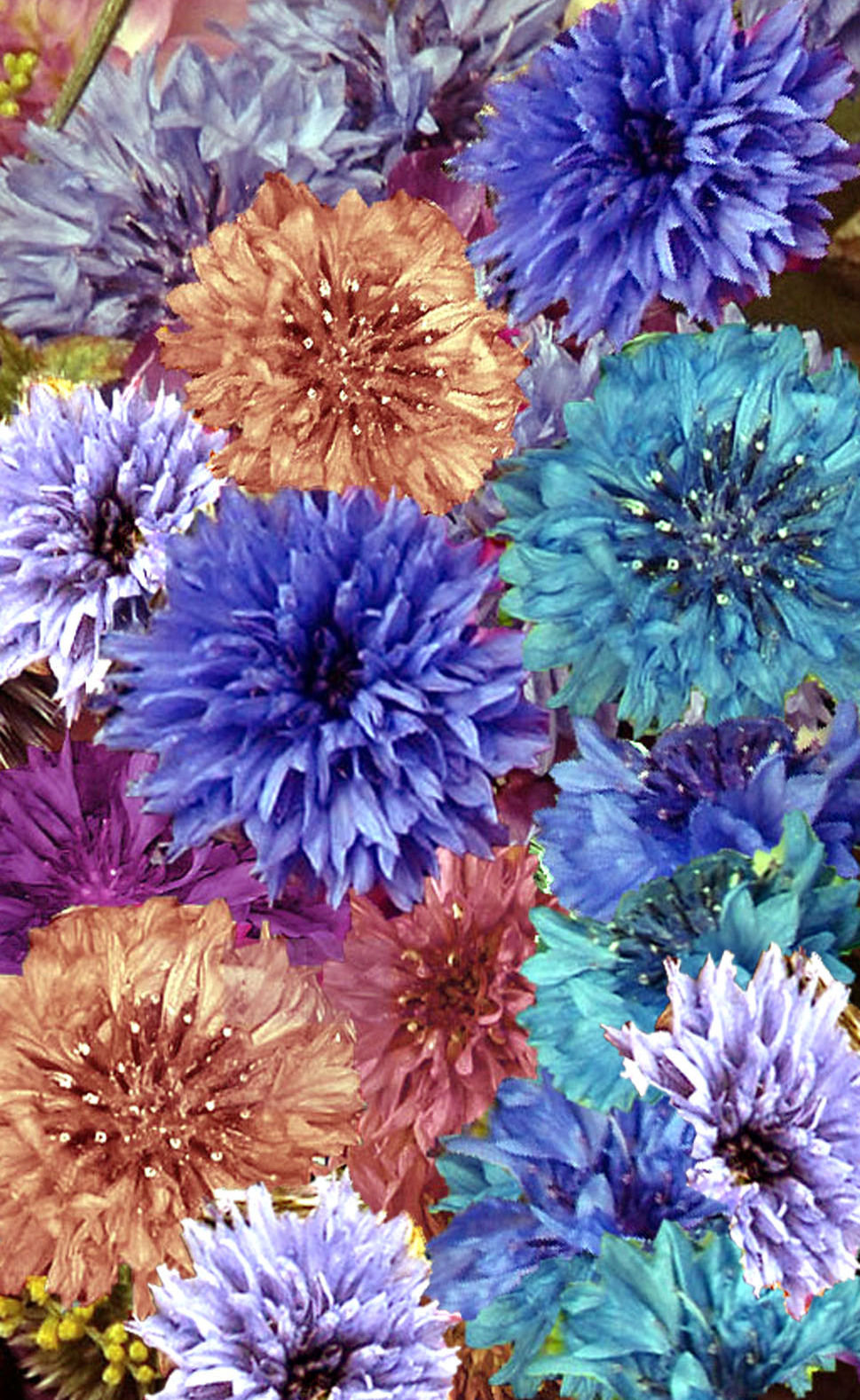 ANNUAL CORNFLOWER ‘Double Ball Mix’