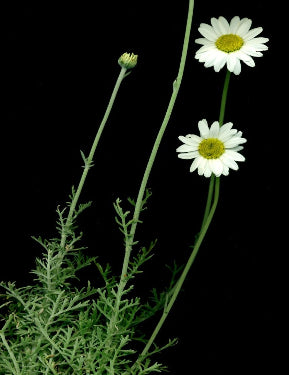 Chamomile Roman