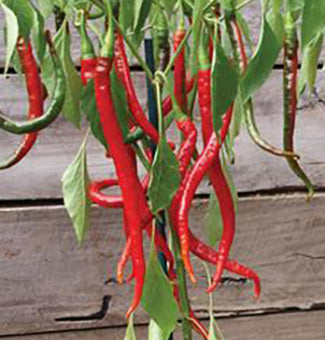 CHILLI ‘Joe’s Long Cayenne’