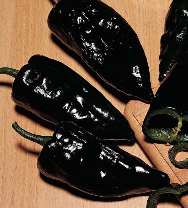 CHILLI ‘Poblano Ancho’ | Vegetable Seed – Southern Harvest