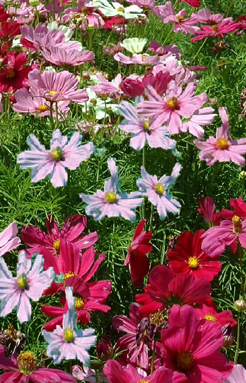 COSMOS ‘Sensation Mix’