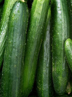 CUCUMBER ‘Straight Eight’