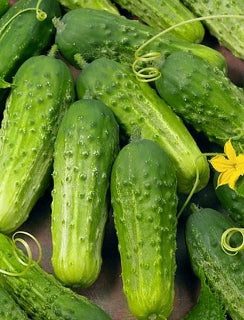 Cucumber ‘National Pickler’