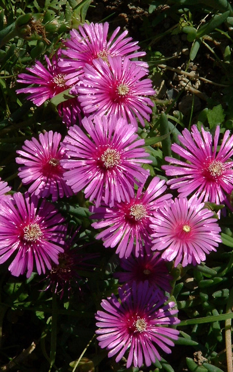 LIVINGSTON DAISY
