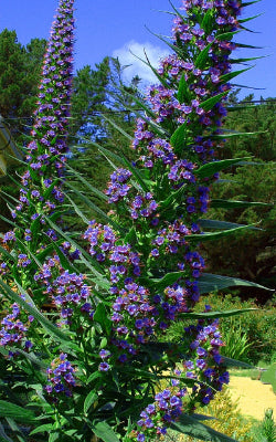 Echium pininana x fastuosum