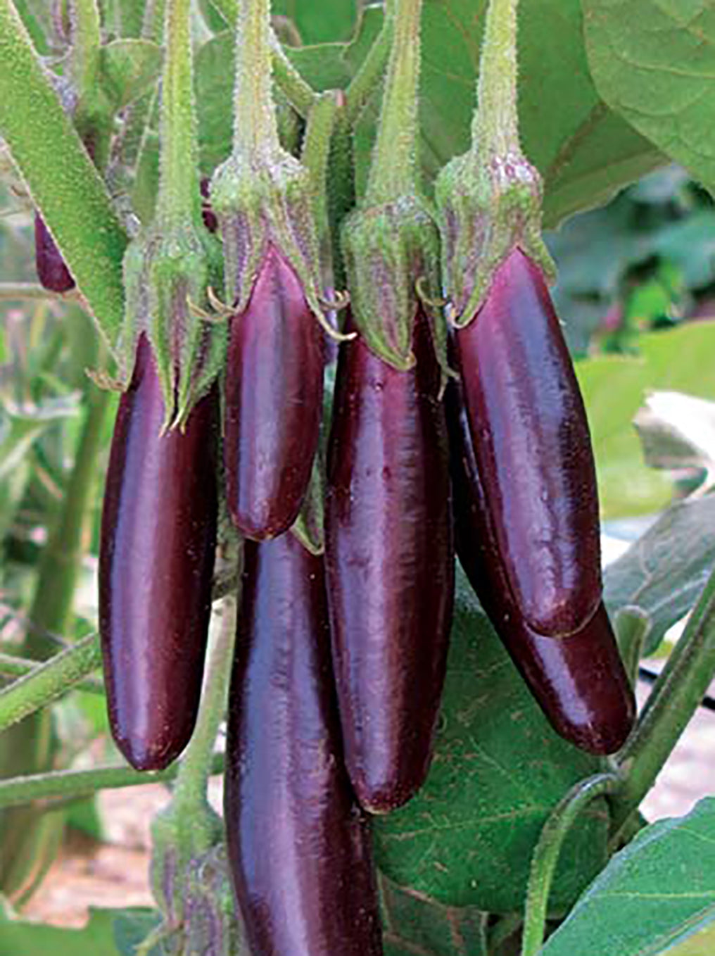 Eggplant ‘Little Fingers’