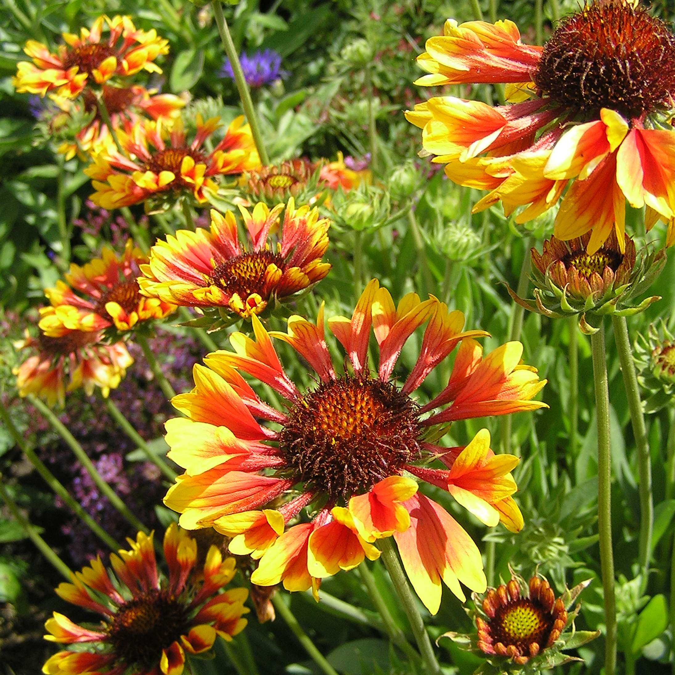 Blanket Flower ‘Torchlight’