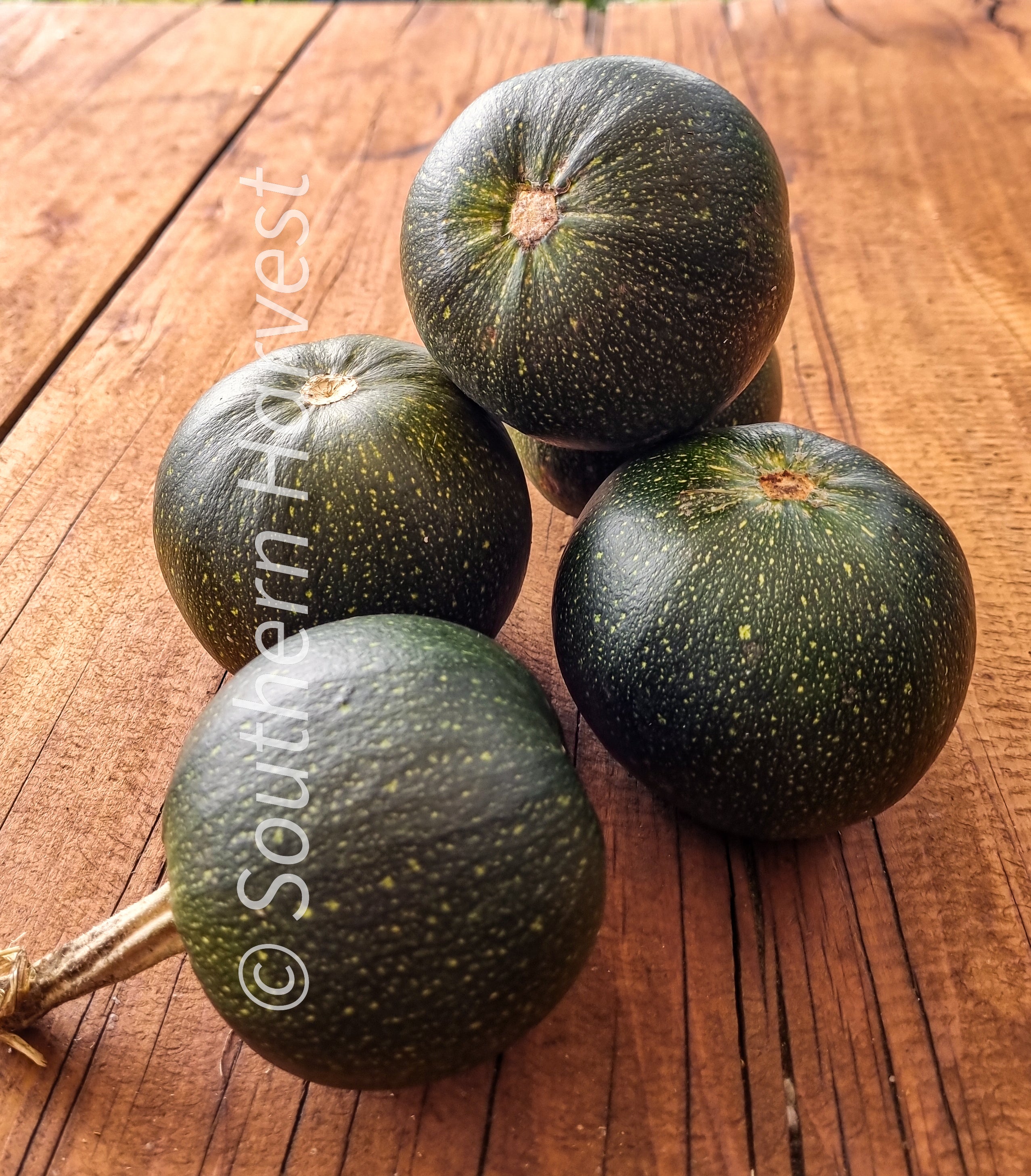 PUMPKIN ‘Gem Squash’