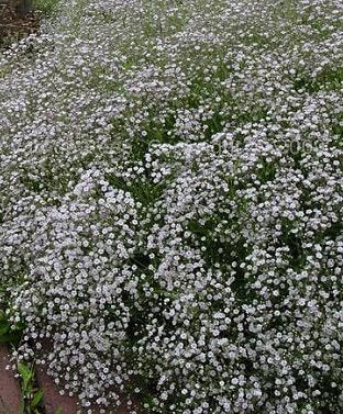 BABY’S BREATH