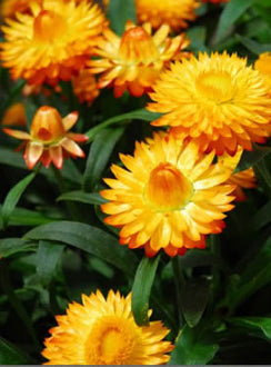 Straw Flower ‘Golden Yellow’