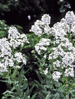 Dame's White Rocket