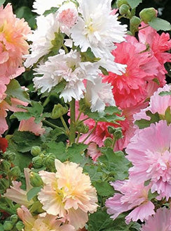 HOLLYHOCK ‘Summer Carnival Mix’