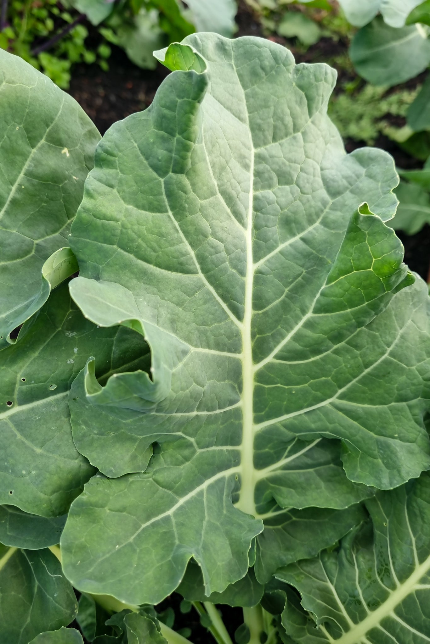 BROCCOLI ‘Spigariello Liscia’
