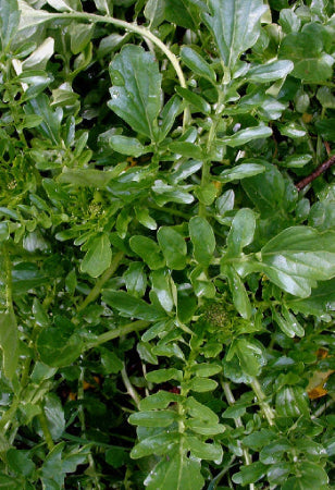 Landcress